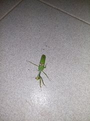 Stagmatoptera hyaloptera