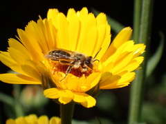 Leioproctus fulvescens