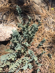 Pellaea bridgesii