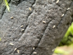 Entomobryidae