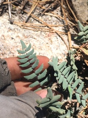 Pellaea bridgesii