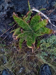 Aloe greatheadii davyana
