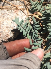 Pellaea bridgesii
