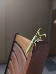 Stagmatoptera hyaloptera