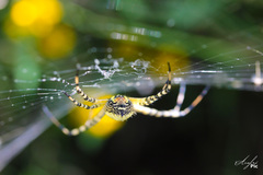 Argiope trifasciata