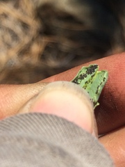 Pellaea bridgesii image