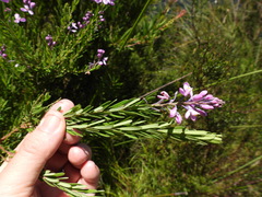 Comesperma esulifolium