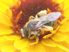Leioproctus fulvescens