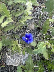 Phacelia campanularia