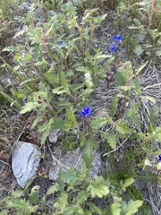 Phacelia campanularia
