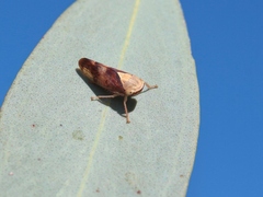 Brunotartessus fulvus