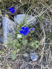 Phacelia campanularia