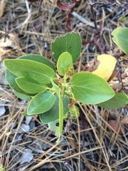Arctostaphylos patula