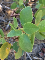 Arctostaphylos patula