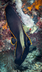 Platax pinnatus