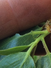 Arctostaphylos patula