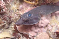 Lepadogaster purpurea
