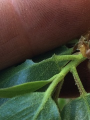 Arctostaphylos patula