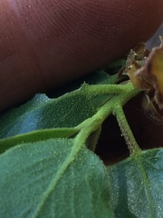 Arctostaphylos patula