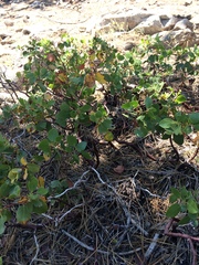 Arctostaphylos patula