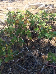Arctostaphylos patula