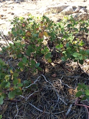 Arctostaphylos patula