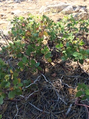 Arctostaphylos patula
