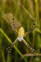 Argiope trifasciata