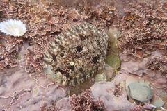 Zeugopterus punctatus