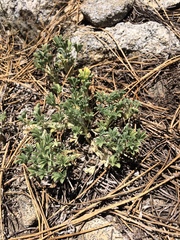 Lupinus breweri