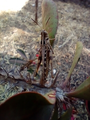 Rhammatocerus viatorius