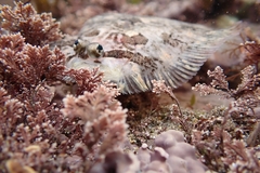 Zeugopterus punctatus