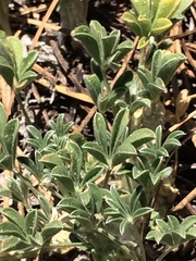 Lupinus breweri