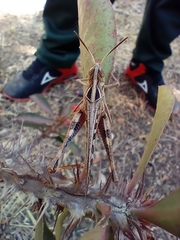 Rhammatocerus viatorius