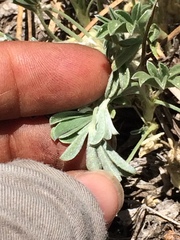 Lupinus breweri