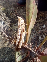 Rhammatocerus viatorius