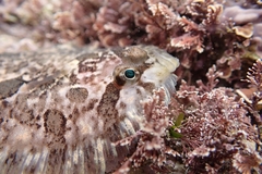 Zeugopterus punctatus