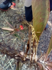 Rhammatocerus viatorius