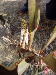 Rhammatocerus viatorius