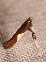 Caloptilia stigmatella