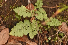 Woodsia obtusa occidentalis