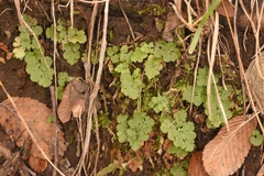 Woodsia obtusa occidentalis
