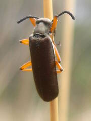 Lytta aenea