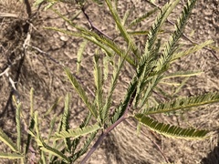 Prosopis alba