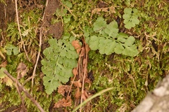 Woodsia obtusa occidentalis