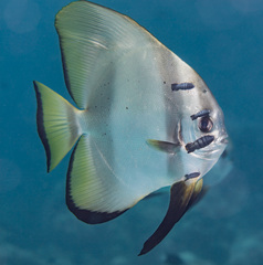 Platax boersii