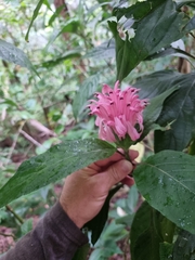 Justicia carnea