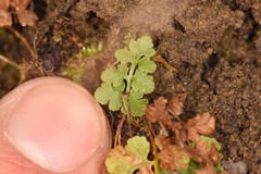 Woodsia obtusa occidentalis