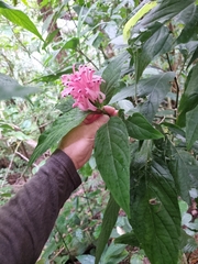 Justicia carnea