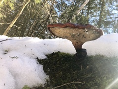 Ganoderma lucidum